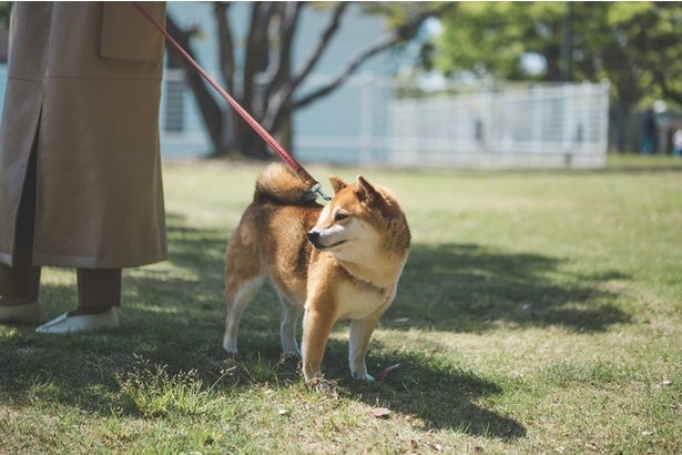 歩いているのは飼い主さんだけ…？あまりにシュールなワンコたちの散歩姿に思わず二度見