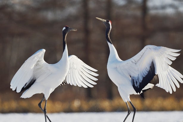 鳥のひざは人間とは逆に曲がっている!?長い足の秘密