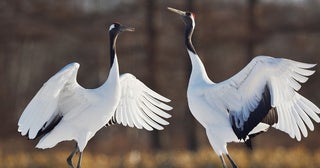 鳥のひざは人間とは逆に曲がっている!?長い足の秘密