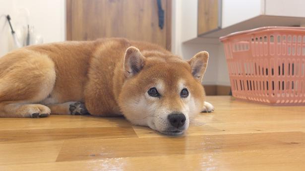 柴犬・はちくんのまったり日常♪病院の付き添いに、早めの冬支度、苦手なあいつが落ちてくるアクシデントも!?