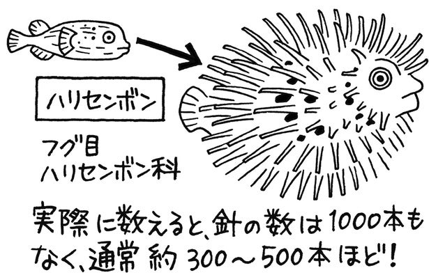 針が1000本生えているから？ 珍魚「ハリセンボン」の名前の由来とは／雑学うんちく図鑑（4）