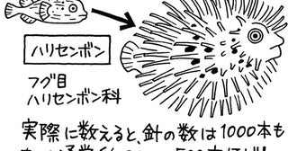 針が1000本生えているから？ 珍魚「ハリセンボン」の名前の由来とは／雑学うんちく図鑑（4）