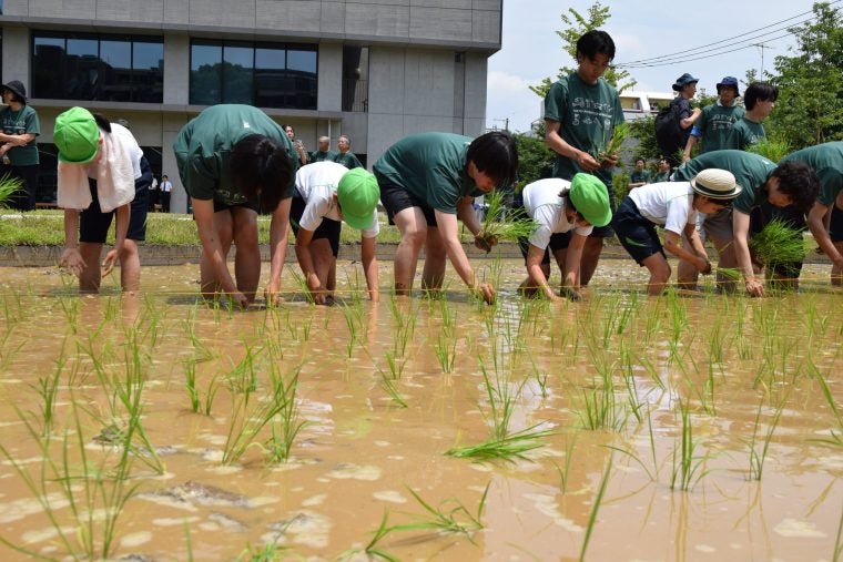 都内で小学生が田植え農大にできた新しい「農と水の森」
