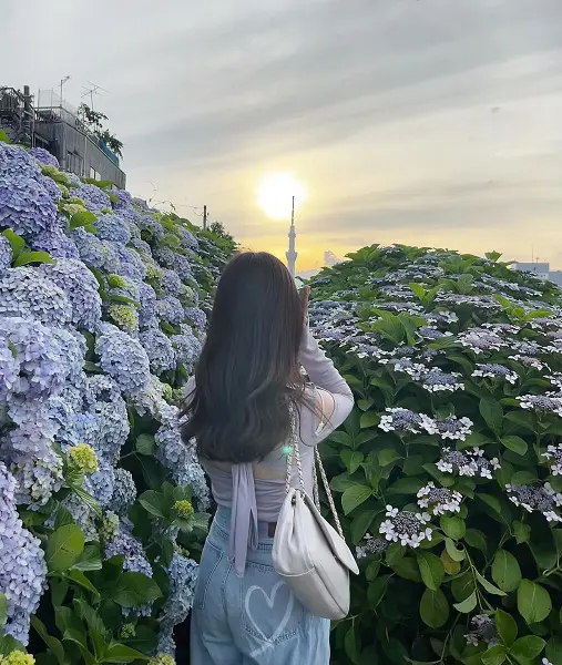 【東京近郊】思わず写真を撮りたくなる“紫陽花”スポットをご紹介！今年の紫陽花を見納めしにいかない？