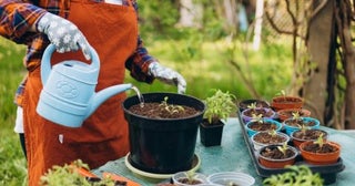 「米のとぎ汁は栄養になる」と聞いて植物にあげています。「栄養剤」との違いやデメリットはないのでしょうか？
