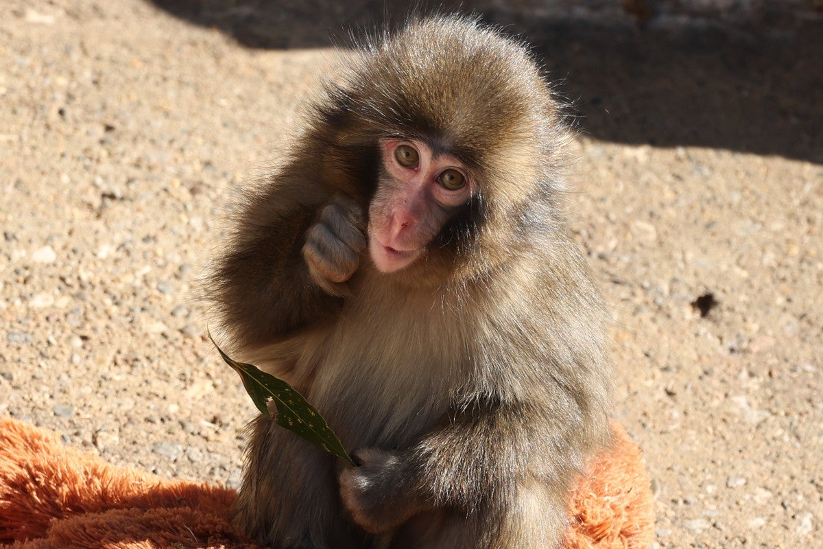 「飼育員の精神状態に課題」サルのパンチ君が大人気・市川市動植物園飼育員に「撮影禁止」腕章を担当者に聞いた“深刻な措置理由”