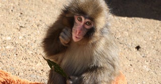 「飼育員の精神状態に課題」サルのパンチ君が大人気・市川市動植物園飼育員に「撮影禁止」腕章を担当者に聞いた“深刻な措置理由”