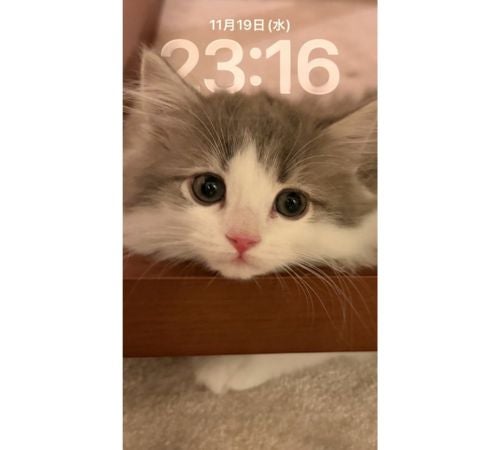  高橋克典、愛猫の悶絶級スマホ待受＆姉弟癒しツーショ公開 