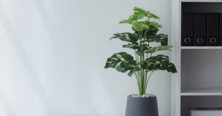借りている部屋で「観葉植物」を育ててもいい？