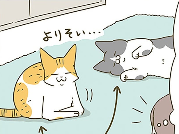 未だ仲良くなれない猫たち。近づいた2匹を写真に収めたいけど
