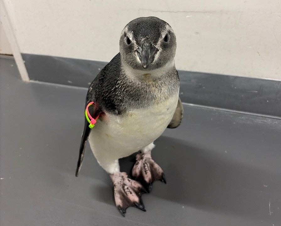 ペンギンのルーキー 4羽に会える特別な2日間すみだ水族館、「すみペン チアーズ！」を開催