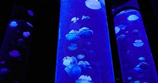 「エンタメ水族館」でひんやり涼む穴場スポット4選。ナイトショーに光のデジタル演出も【夏の夜のおでかけ特集2026】