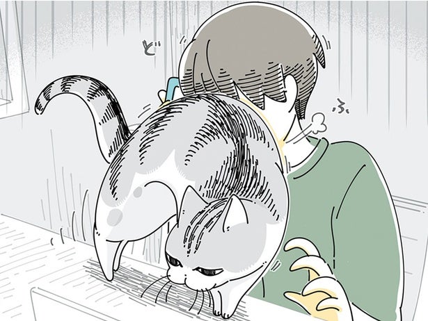 電話の何が気に入らないの？ 猫が懸命に邪魔をしてくるのが可愛い