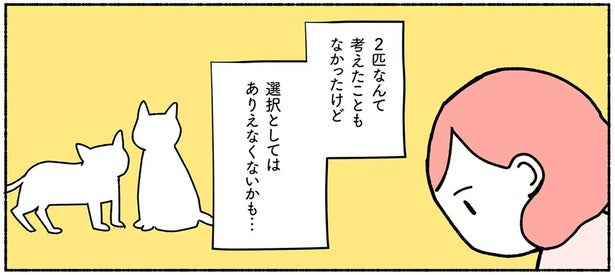 兄弟猫の同時飼いを勧める理由に納得。選択としてはありえなくないかも…／ねこ活はじめました（7）