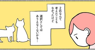 兄弟猫の同時飼いを勧める理由に納得。選択としてはありえなくないかも…／ねこ活はじめました（7）