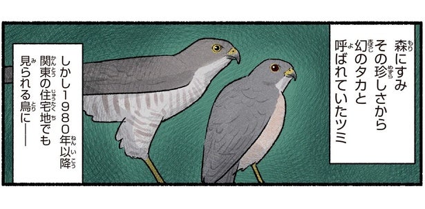 住宅街に猛禽類が！？「幻のタカ」と呼ばれていたハトサイズの鳥