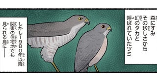 住宅街に猛禽類が！？「幻のタカ」と呼ばれていたハトサイズの鳥
