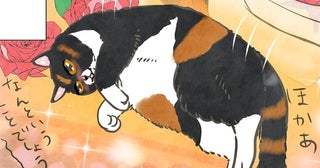 ポーランドからきたマダム猫、初めてのホットカーペットにとろ～ん