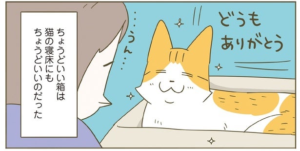 「どうもありがとう」ちょうどいいダンボールに入ってご満悦な猫の笑顔