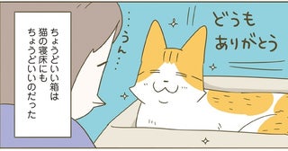 「どうもありがとう」ちょうどいいダンボールに入ってご満悦な猫の笑顔