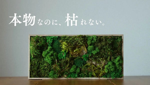 枯れない苔のインテリアアート『KOKE』の公式ECサイトOPEN！期間限定で20％OFFに