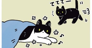 今のは何だったの？黒猫ろんの不思議ムーブにぽか〜ん顔の猫