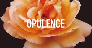 「OPULENCE」が渋谷PARCOでPOPUP開催！ネゴシックス氏とのじゃんけん大会も