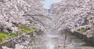 【星野リゾート】桜のトンネルを水上自転車でサイクリング⁉BEB5土浦で“ひと味違う”お花見体験を期間限定で開催