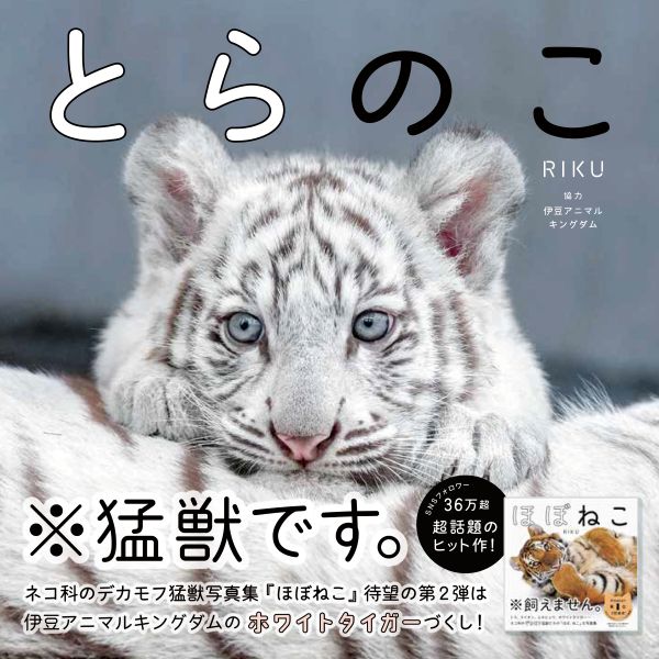 猛獣なのにかわいくて神々しい希少なホワイトタイガーの写真集