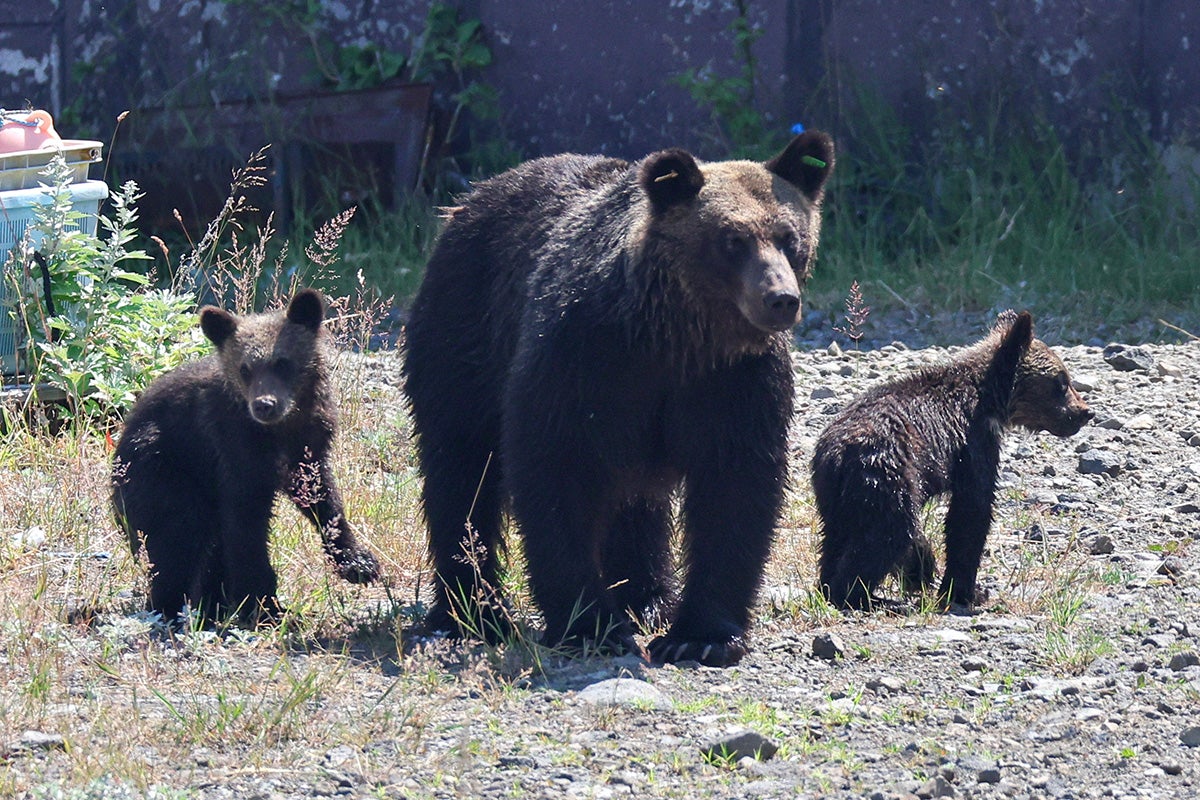 「生きたまま食われるんだよ」逆転勝訴のクマハンター“クマとの共存”質問に突きつけた現場のリアルにネット衝撃