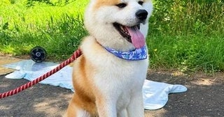 【秋田・三種町】心も体もリフレッシュ！秋田犬「マサ」と歩く癒やしのヘルスツーリズム