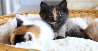 「子猫が身代わりに…！？」祖父の急性髄膜炎の発症と時を同じくして猫が出産。生まれた子猫は