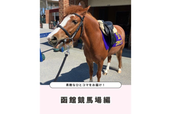 現在開催中の「函館競馬」。競馬を支える誘導馬・ポニーの様子に癒される～！