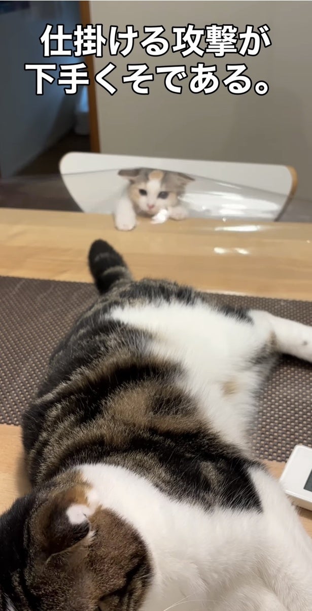 「ドジっ子でかわいい」「がんばってるよ」一生懸命な“ぽんこつ猫”の行動が予想の斜め上
