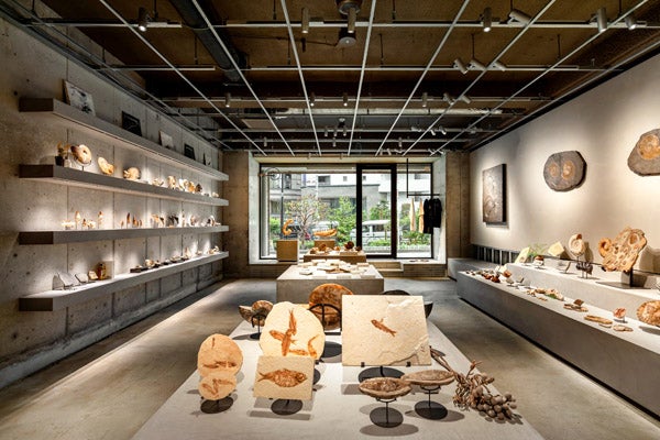 【東京都新宿区】博物館級の実物化石をアートとして提案・販売する「買える化石博物館 TOKYO」オープン