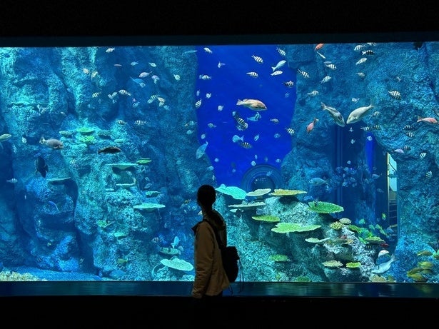 ウミガメ、カワウソ、ウミウシに深海魚も…！高知県の足摺海洋館「SATOUMI」で南の海の生き物たちに出合う旅