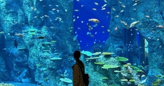 ウミガメ、カワウソ、ウミウシに深海魚も…！高知県の足摺海洋館「SATOUMI」で南の海の生き物たちに出合う旅