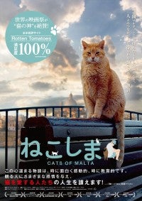 野良猫100万匹！マルタ共和国に迫ったドキュメンタリー映画『ねこしま』来年1.10公開決定＆予告編解禁