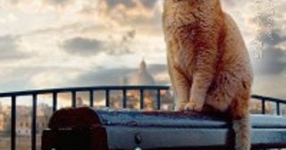 野良猫100万匹！マルタ共和国に迫ったドキュメンタリー映画『ねこしま』来年1.10公開決定＆予告編解禁