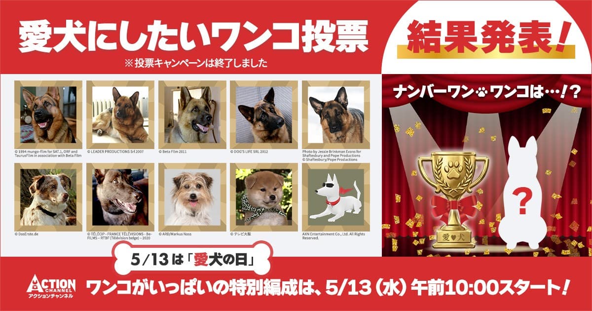 5月13日は愛犬の日！「愛犬にしたいワンコ」ランキング発表、ドラマ界のスター犬たちが集結