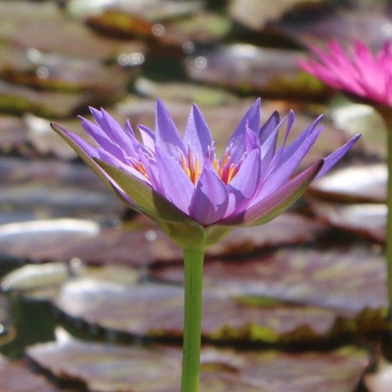 残暑を彩る熱帯性スイレンめずらしい紫や青の花色