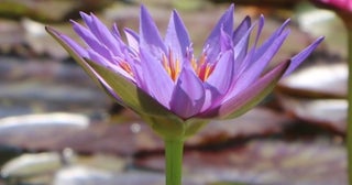 残暑を彩る熱帯性スイレンめずらしい紫や青の花色