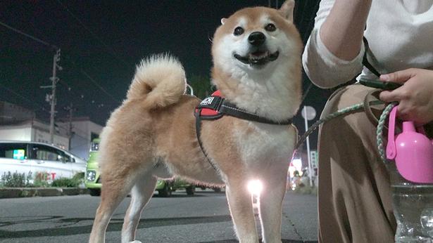 柴犬・はちくん、初めての「青森ねぶた祭」へ！いつもと違う雰囲気に興味津々!?