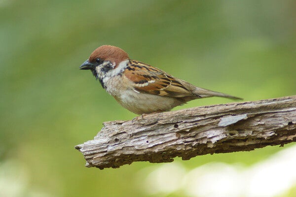 「身近な鳥が絶滅危惧種に!?」なぜいまスズメは激減しているのか？