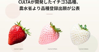 CULTA、開発したイチゴ3品種の品種登録出願が農水省より公表。ギフトにおすすめ