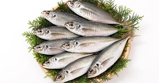 【東京都葛飾区】山口の瀬付きあじを丸ごと捌く、親子向け料理教室開催！ゲストにさかなクンも登場
