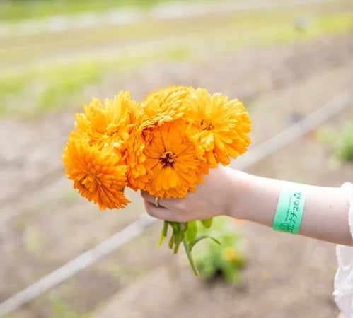 【北海道白老町】「ナチュの森」で「カレンデュラフェス」開催！カレンデュラの花摘みやクラフト体験も