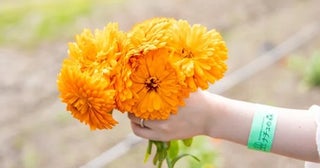 【北海道白老町】「ナチュの森」で「カレンデュラフェス」開催！カレンデュラの花摘みやクラフト体験も