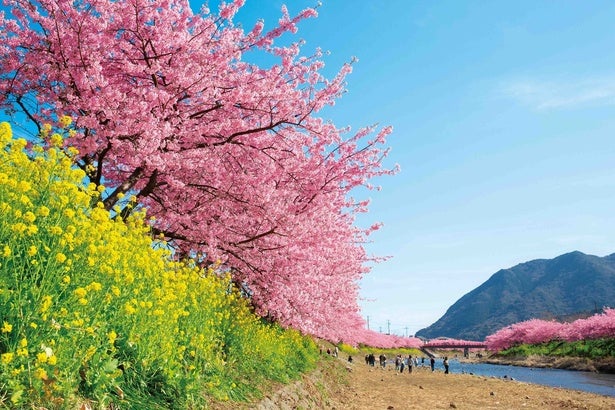 2月に楽しめる河津桜！今週末(2月14日・15日)に見頃を迎えそうな河津桜のお花見名所ガイド