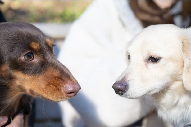 2匹の住民トラブル→息ぴったりな1コマに「なんでそうなった？」「尊すぎる」
